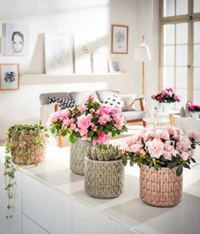 Zimmerazalee - Rhododendron Simsii 12 Zimmerazalee - Rhododendron Simsii -Haus Pflanzen Welt 8205163 8205379 8205155 8205395 WE MO 002 8205379 Azalea CeropegiaWoodiiAmpelEchevieria Ceropegia YuccaMayaTree