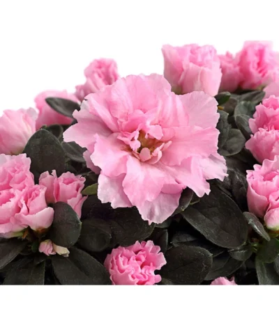 Zimmerazalee - Rhododendron Simsii 15 Zimmerazalee - Rhododendron Simsii -Haus Pflanzen Welt 8205163 PR DE 002 AzaleeRosaDehnerExpressHerzig