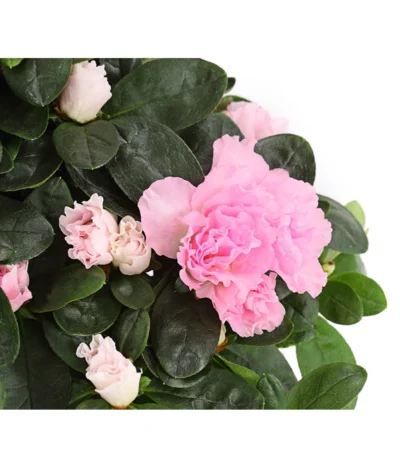 Zimmerazalee - Rhododendron Simsii 14 Zimmerazalee - Rhododendron Simsii -Haus Pflanzen Welt 8205163 WE DE 001 AzaleeAzaleaRosaT12DehnerExpressHerzig