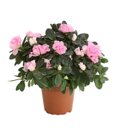 Zimmerazalee - Rhododendron Simsii