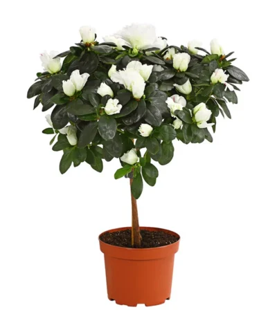 Zimmerazalee - Rhododendron Simsii, Stämmchen -Haus Pflanzen Welt 8205171 PR FS 003 AzaleeAzaleaStammT13DehnerExpressHerzig