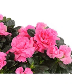 Zimmerazalee - Rhododendron Simsii, Stämmchen -Haus Pflanzen Welt 8205171 WE DE 001 AzaleeAzaleaStammT13DehnerExpressHerzig