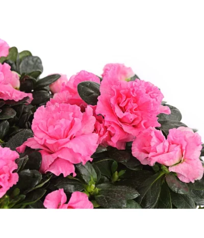 Zimmerazalee - Rhododendron Simsii, Stämmchen -Haus Pflanzen Welt 8205171 WE DE 001 AzaleeAzaleaStammT13DehnerExpressHerzig