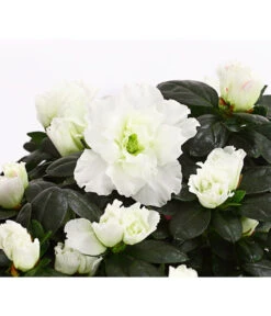 Zimmerazalee - Rhododendron Simsii, Stämmchen -Haus Pflanzen Welt 8205171 WE DE 003 AzaleeAzaleaStammT13DehnerExpressHerzig