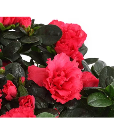 Zimmerazalee - Rhododendron Simsii, Stämmchen -Haus Pflanzen Welt 8205171 WE DE 004 AzaleeAzaleaStammT13DehnerExpressHerzig