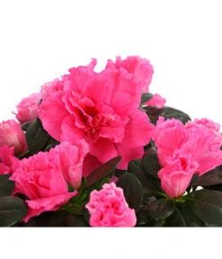 Zimmerazalee - Rhododendron Simsii, Stämmchen -Haus Pflanzen Welt 8205171 WE DE 005 AzaleeAzaleaStammT13DehnerExpressHerzig