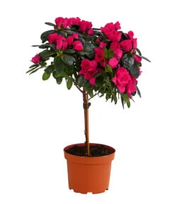 Zimmerazalee - Rhododendron Simsii, Stämmchen -Haus Pflanzen Welt 8205171 WE FS 002 AzaleeAzaleaStammT13DehnerExpressHerzig