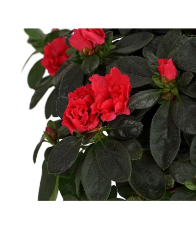 Zimmerazalee - Rhododendron Simsii, Busch -Haus Pflanzen Welt 8205379 WE DE 003 AzaleeAzaleaBuschMixT14DehnerExpressHerzigOW