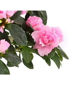 Zimmerazalee - Rhododendron Simsii, Busch -Haus Pflanzen Welt 8205379 WE DE 004 AzaleeAzaleaBuschMixT14DehnerExpressHerzigOW