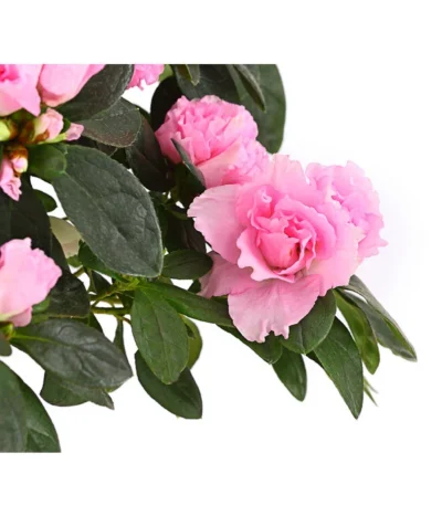 Zimmerazalee - Rhododendron Simsii, Busch -Haus Pflanzen Welt 8205379 WE DE 004 AzaleeAzaleaBuschMixT14DehnerExpressHerzigOW