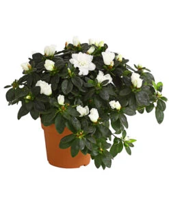 Zimmerazalee - Rhododendron Simsii, Busch -Haus Pflanzen Welt 8205379 WE FS 001 AzaleeAzaleaBuschMixT14DehnerExpressHerzigOW