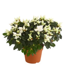 Zimmerazalee - Rhododendron Simsii, Busch -Haus Pflanzen Welt 8205379 WE FS 001 AzaleeAzaleaBuschT14DehnerExpressHerzigOW