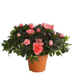 Zimmerazalee - Rhododendron Simsii, Busch -Haus Pflanzen Welt 8205379 we FS 002 AzaleeAzaleaBuschMixT14DehnerExpressHerzigOW