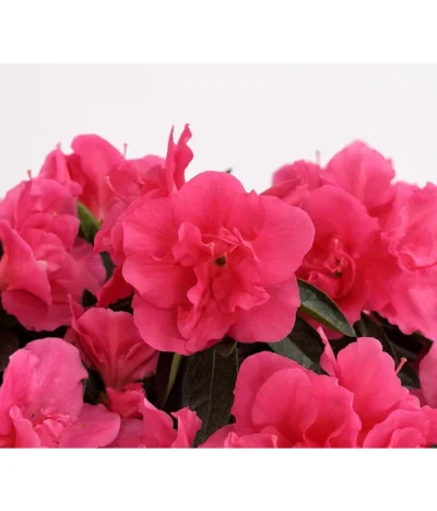 Zimmerazalee - Rhododendron Simsii 'Remembrance' -Haus Pflanzen Welt 8205999 PR DE 001 AzaleeDehnerExpressHerzig