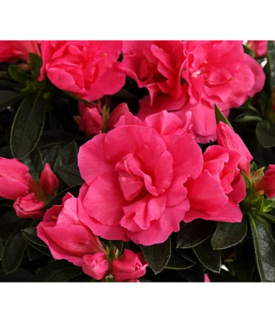 Zimmerazalee - Rhododendron Simsii 'Remembrance' -Haus Pflanzen Welt 8205999 PR DE 001 AzaleenRemembranceLilaT12DehnerExpressHerzig