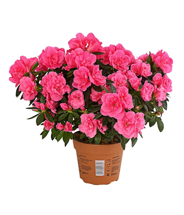 Zimmerazalee - Rhododendron Simsii 'Remembrance' 4 Zimmerazalee - Rhododendron Simsii 'Remembrance' – Bild 2