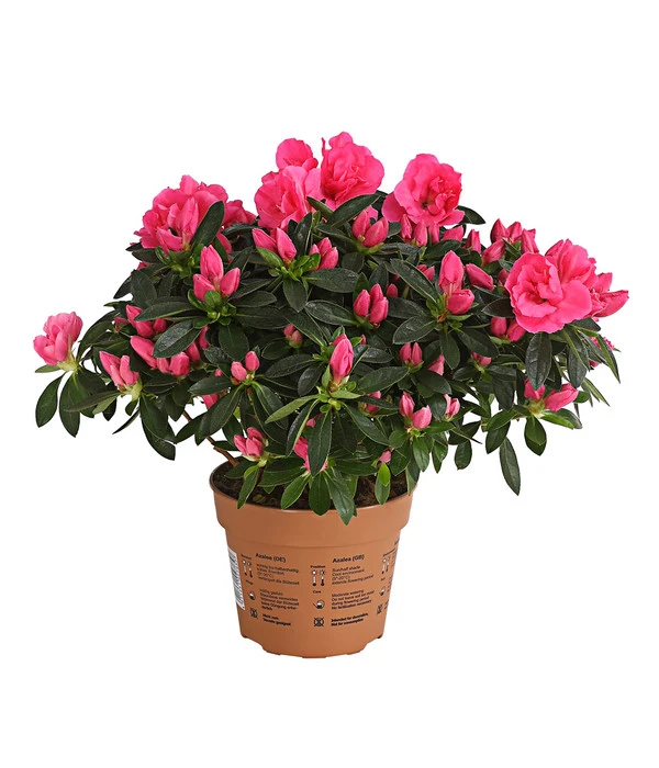 Zimmerazalee - Rhododendron Simsii 'Remembrance' 3 Zimmerazalee - Rhododendron Simsii 'Remembrance'