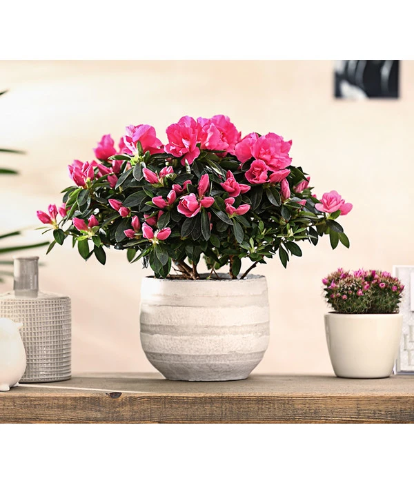 Zimmerazalee - Rhododendron Simsii 'Remembrance' 7 Zimmerazalee - Rhododendron Simsii 'Remembrance' – Bild 5