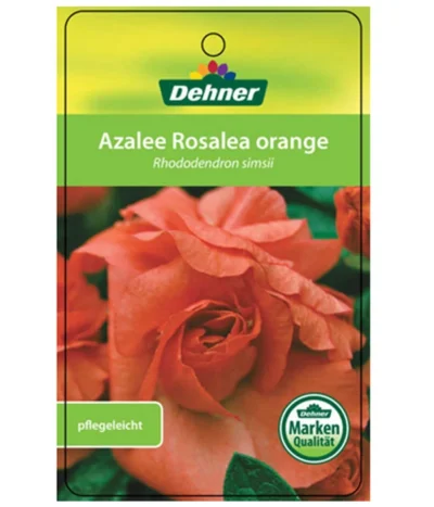 Zimmerazalee - Rhododendron Simsii 'Rosalea' -Haus Pflanzen Welt 8206021 AzaleeRosaleaOrangeEtikett1