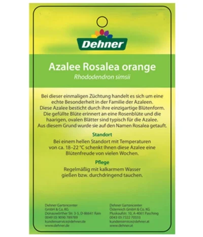 Zimmerazalee - Rhododendron Simsii 'Rosalea' -Haus Pflanzen Welt 8206021 AzaleeRosaleaOrangeEtikett2