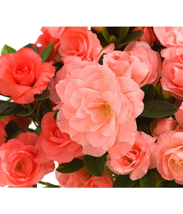 Zimmerazalee - Rhododendron Simsii 'Rosalea' 5 Zimmerazalee - Rhododendron Simsii 'Rosalea' – Bild 3