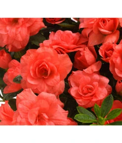 Zimmerazalee - Rhododendron Simsii 'Rosalea' 11 Zimmerazalee - Rhododendron Simsii 'Rosalea' -Haus Pflanzen Welt 8206021 PR DE 001 AzaleeAzaleaRosaleaOrangeDehnerExpressHerzig