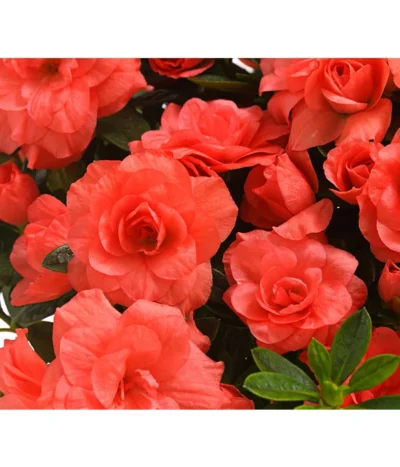 Zimmerazalee - Rhododendron Simsii 'Rosalea' -Haus Pflanzen Welt 8206021 PR DE 001 AzaleeAzaleaRosaleaOrangeDehnerExpressHerzig