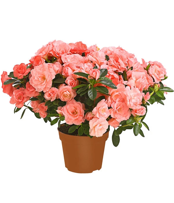 Zimmerazalee - Rhododendron Simsii 'Rosalea' 3 Zimmerazalee - Rhododendron Simsii 'Rosalea'