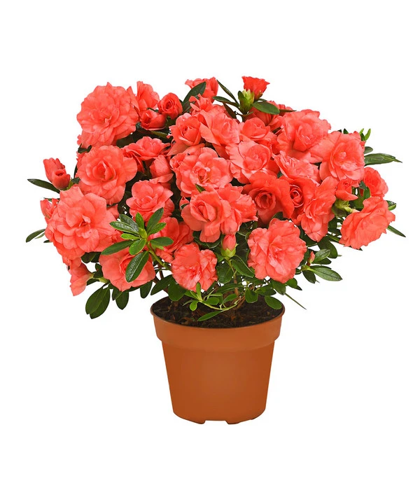 Zimmerazalee - Rhododendron Simsii 'Rosalea' 4 Zimmerazalee - Rhododendron Simsii 'Rosalea' – Bild 2