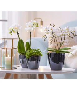 Schmetterlingsorchidee - Phalaenopsis Cultivars 'Wildflower' -Haus Pflanzen Welt 8207482 8295297 PR MO 001 Orchideen01BL20