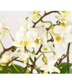 Schmetterlingsorchidee - Phalaenopsis Cultivars 'Wildflower' -Haus Pflanzen Welt 8207482 PR DE 001 SchmetterlingsorchideePhalaenopsisWildflower4TrieberDehnerExpressHerzig