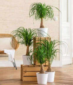 Elefantenfuß - Beaucarnea Recurvarta 8 Elefantenfuß - Beaucarnea Recurvarta -Haus Pflanzen Welt 8207946 WE MO 001 BeaucarneaRecurvataT17 CCSeitenbanner 2022 01