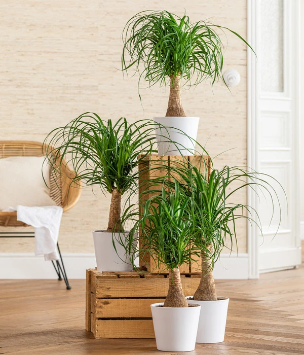 Elefantenfuß - Beaucarnea Recurvarta 5 Elefantenfuß - Beaucarnea Recurvarta – Bild 3