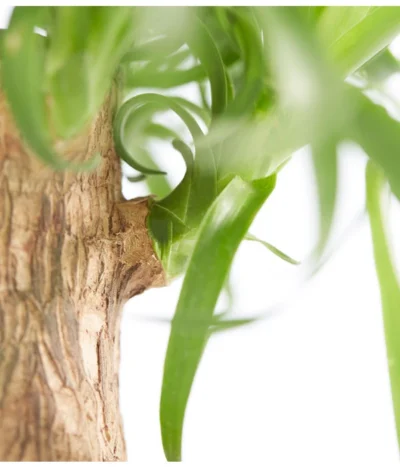 Elefantenfuß - Beaucarnea Recurvata, In Keramik -Haus Pflanzen Welt 8207961 PR DE 001 BeaucarneaRecurvataElefantenfussDehnerExpressZS