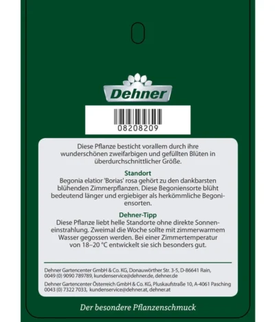Elatior-Begonie - Begonia Elatior 'Borias®' -Haus Pflanzen Welt 8208209 BegonieBoriasrosa Etikett 2