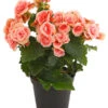 Elatior-Begonie - Begonia Elatior 'Borias®' -Haus Pflanzen Welt 8208209 PR FS 002 BegonieBegoniaBoriasRosaT13PremiumDehnerExpressHerzig