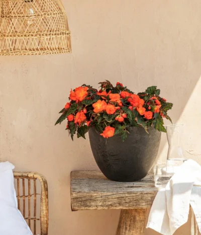 Hängebegonie, Verschiedene Sorten -Haus Pflanzen Welt 8208381 20220518 WE MO 001 BegonieOrange