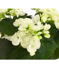 Elatior-Begonie - Begonia Elatior -Haus Pflanzen Welt 8208399 PR DE 001 BegonieElatiorBegoniaWeissT13DehnerExpressHerzig