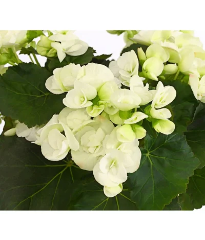Elatior-Begonie - Begonia Elatior 9 Elatior-Begonie - Begonia Elatior -Haus Pflanzen Welt 8208399 PR DE 001 BegonieElatiorBegoniaWeissT13DehnerExpressHerzig