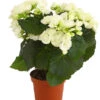 Elatior-Begonie - Begonia Elatior -Haus Pflanzen Welt 8208399 PR FS 002 BegonieElatiorBegoniaWeissT13DehnerExpressHerzig
