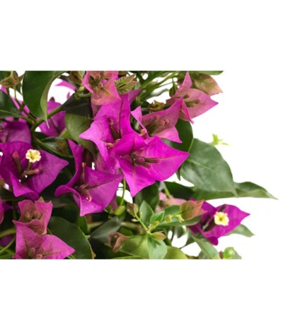 Drillingsblume, Pyramide/Spalier -Haus Pflanzen Welt 8209165 WE DE 001 DrillingsblumeT15