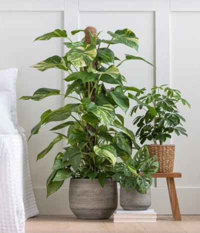 Strahlenaralie - Schefflera Arboricola 'Nora' -Haus Pflanzen Welt 8209355 WE MO 001 StrahlenaralieNora