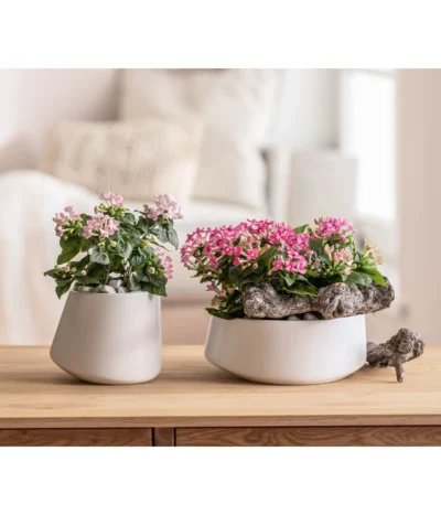 Bouvardie - Bouvardia -Haus Pflanzen Welt 8209389 6915565 WE MO 001 TopfSchaleCassianTaupe