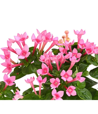 Bouvardie - Bouvardia -Haus Pflanzen Welt 8209389 WE DE 001 BouvardieBourvardiaHybrideT12DehnerExpressHerzig