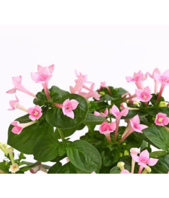 Bouvardie - Bouvardia 14 Bouvardie - Bouvardia -Haus Pflanzen Welt 8209389 WE DE 002 BouvardieBourvardiaHybrideT12DehnerExpressHerzig