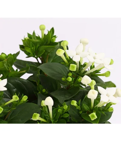 Bouvardie - Bouvardia -Haus Pflanzen Welt 8209389 WE DE 003 BouvardieBourvardiaHybrideT12DehnerExpressHerzig