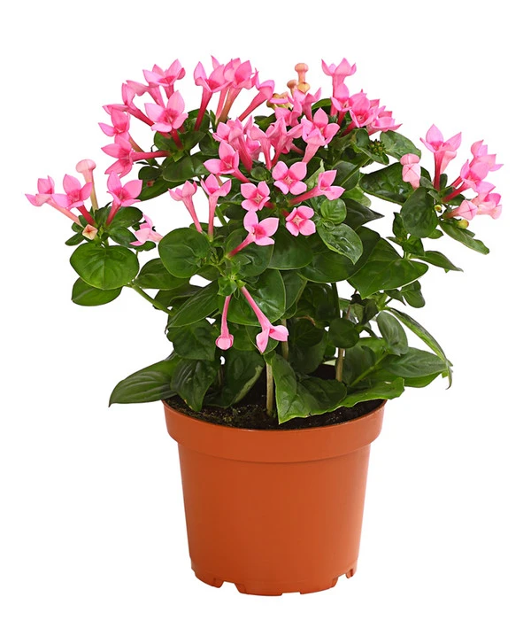 Bouvardie - Bouvardia 3 Bouvardie - Bouvardia