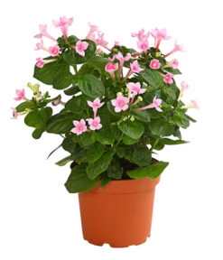 Bouvardie - Bouvardia 10 Bouvardie - Bouvardia -Haus Pflanzen Welt 8209389 WE FS 002 BouvardieBourvardiaHybrideT12DehnerExpressHerzig