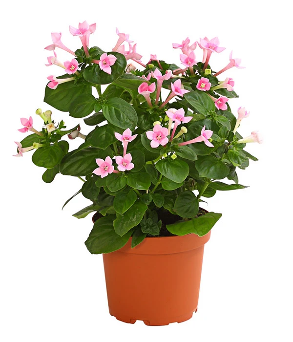 Bouvardie - Bouvardia 4 Bouvardie - Bouvardia – Bild 2