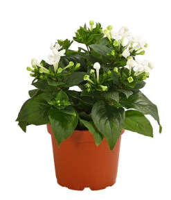 Bouvardie - Bouvardia 11 Bouvardie - Bouvardia -Haus Pflanzen Welt 8209389 WE FS 003 BouvardieBourvardiaHybrideT12DehnerExpressHerzig